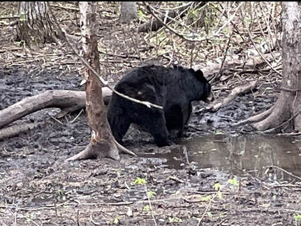 Manitoba Chocolate Bear