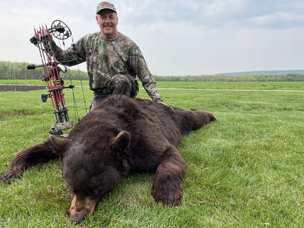 Manitoba Bears